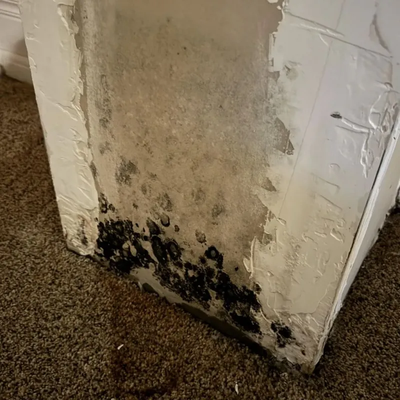 Professional Mold Removal in Moorhead, MS